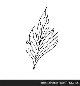 Hand drawn leaf on white background. One line contour floral drawing. Outline botanical element. Vector illustration