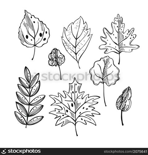 Hand drawn leaves of trees. Vector sketch illustration.. Leaves of trees. Vector illustration.