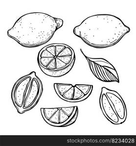 Hand-drawn lemon fruits on white background.Vector sketch  illustration.. Citrus fruits. Lemon. Vector  illustration.
