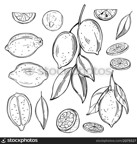 Hand drawn lemon fruits on white background.Vector sketch illustration.. Citrus fruits. Vector illustration.