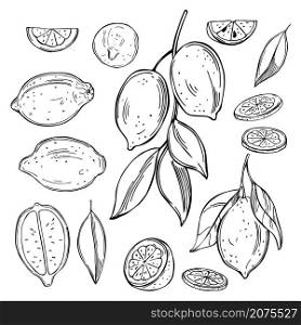 Hand drawn lemon fruits on white background.Vector sketch illustration.. Citrus fruits. Vector illustration.