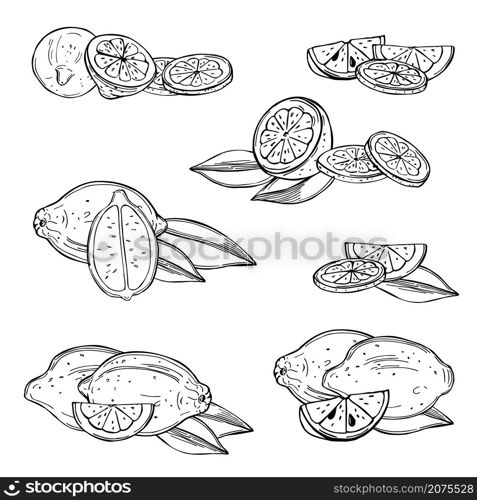 Hand drawn lemon fruits on white background.Vector sketch illustration.. Citrus fruits. Vector illustration.