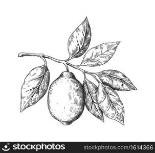 Hand drawn lemon. Sketch style fruit branch, whole fresh citrus with leaves, vector black and white drawing isolated illustration for lemonade or juice package, decorative plant for label or poster. Hand drawn lemon. Sketch style fruit branch, whole fresh citrus with leaves, vector black drawing isolated illustration for lemonade or juice package, decorative plant for label or poster