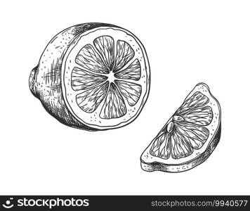 Hand drawn lemon. Vintage outline juicy slice and half lime or orange, sketch style fruit, decorative plant for label or poster, vector black and white drawing isolated illustration for juice package. Hand drawn lemon. Vintage outline juicy slice and half lime or orange, sketch style fruit, plant for labels, vector black and white drawing isolated illustration for juice package