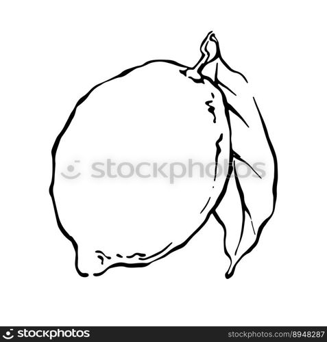 Hand drawn lemon with leaf black and white outline vector illustration.