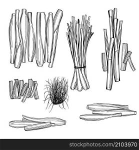 Hand drawn lemongrass set. Vector sketch illustration . Lemongrass set. Vector sketch illustration
