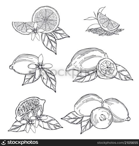 Hand drawn lemons and tea leaves. Vector sketch illustration.