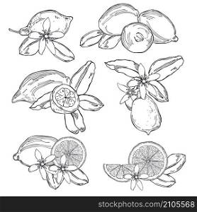 Hand drawn lemons. Fruits, flowers and leaves. Vector sketch illustration.. Hand drawn lemons. Fruits, flowers and leaves.