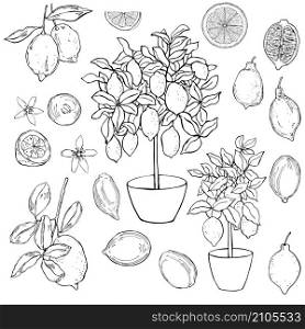 Hand drawn lemons. Fruits, flowers and trees in pots. Vector sketch illustration.. Fruits and trees in pots.