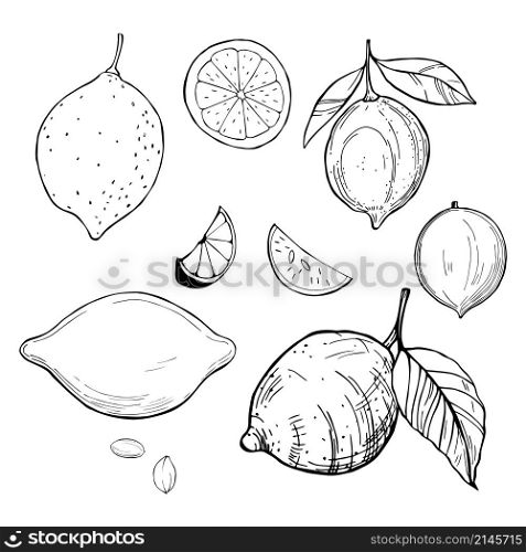 Hand drawn lemons . Vector sketch illustration.