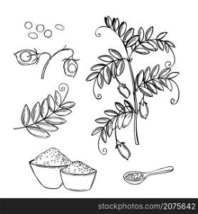 Hand drawn lentil plant. Vector sketch illustration.. Lentil plant. Vector illustration.