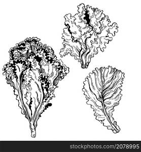 Hand drawn lettuce. Vector sketch illustration
