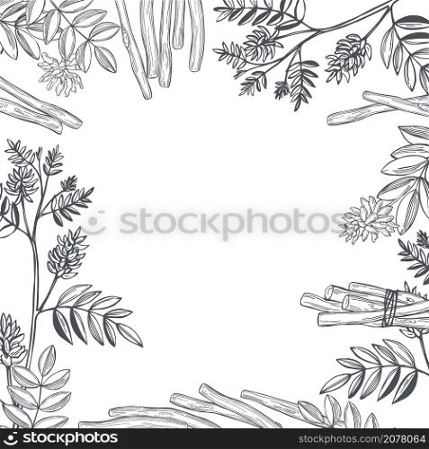 Hand drawn licorice (Glycyrrhiza glabra).Flowers, leaves and roots. Vector background. Sketch illustration.. Licorice. Vector background.