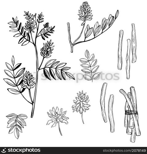 Hand drawn licorice (Glycyrrhiza glabra).Flowers, leaves and roots. Vector sketch illustration.. Flowers, leaves and roots of licorice.