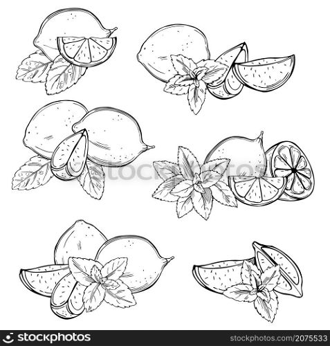 Hand drawn lime fruits and peppermint on white background. Vector sketch illustration.. Lime fruits and peppermint Vector illustration.