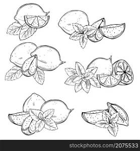Hand drawn lime fruits and peppermint on white background. Vector sketch illustration.. Lime fruits and peppermint Vector illustration.