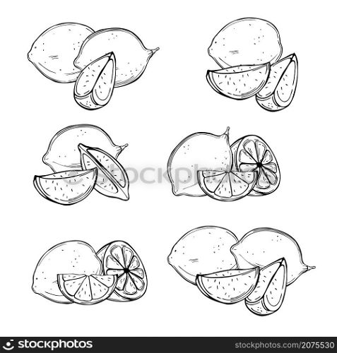 Hand drawn lime fruits on white background.Vector sketch illustration.. Citrus fruits. Lime.Vector illustration.