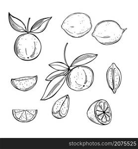 Hand drawn lime fruits on white background.Vector sketch illustration.. Citrus fruits. Vector illustration.
