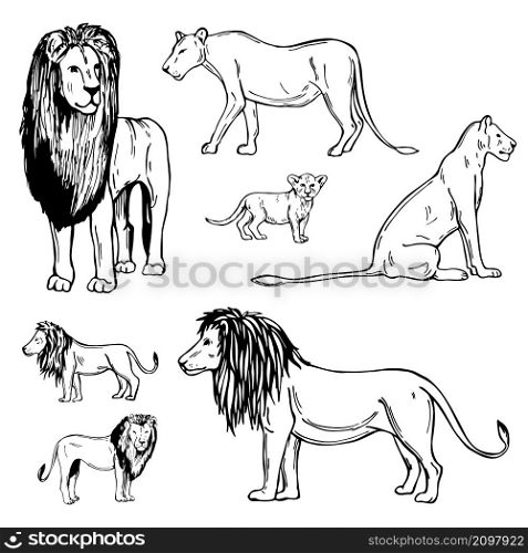 Hand drawn lions. Vector sketch illustration.