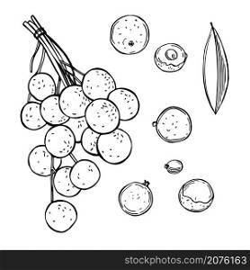 Hand drawn longan fruits on white background.Vector sketch illustration.. Tropical fruits. Vector illustration