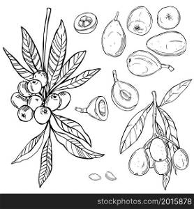 Hand drawn Loquat fruit. Nispero. Eriobotrya Japonica on white background. Vector sketch illustration.