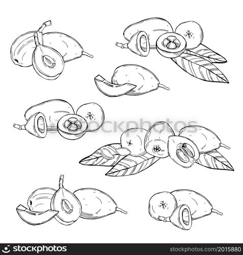 Hand drawn Loquat fruit. Nispero. Eriobotrya Japonica on white background.Vector sketch illustration.