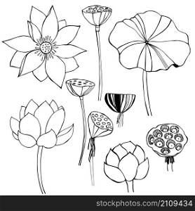 Hand-drawn lotus. Vector sketch illustration.