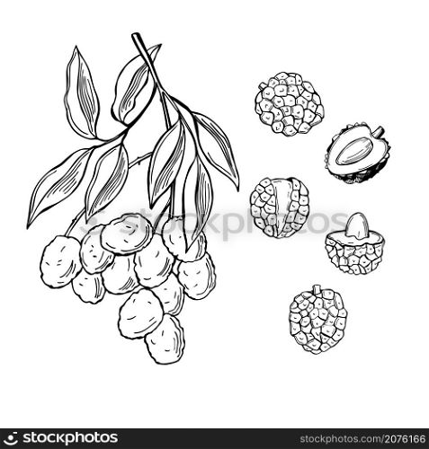 Hand drawn lychee fruits on white background. Vector sketch illustration.. Tropical fruits. Vector illustration