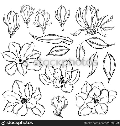 Hand drawn magnolia flowers on white background. Vector sketch illustration.. Magnolia flowers. Vector sketch illustration.