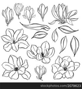 Hand drawn magnolia flowers on white background. Vector sketch illustration.. Magnolia flowers. Vector sketch illustration.