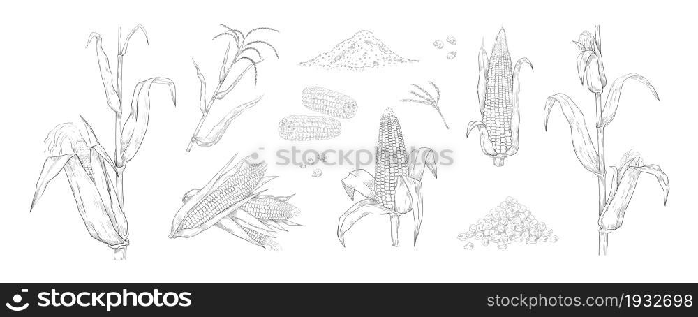 Hand drawn maize. Sweetcorn grains. Engraving stems with blossom cobs and leaves. Vegetarian organic food sketch for corn flour package. Kernel harvest. Vector isolated agriculture plant elements set. Hand drawn maize. Sweetcorn grains. Engraving stems with blossom cobs and leaves. Vegetarian food sketch for corn flour package. Kernel harvest. Vector agriculture plant elements set