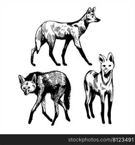 Hand-drawn Maned wolf  Chrysocyon brachyurus . Vector sketch  illustration.. Maned wolf. Sketch  illustration.
