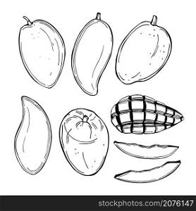 Hand drawn mango fruit. Vector sketch illustration.. Tropical fruits. Vector illustration