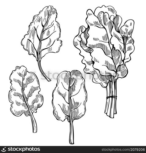 Hand drawn Mangold lettuce. Swiss chard leaves. Vector sketch illustration