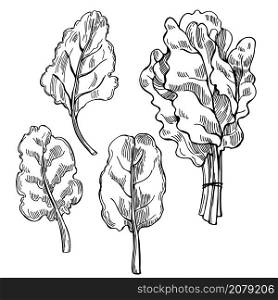 Hand drawn Mangold lettuce. Swiss chard leaves. Vector sketch illustration