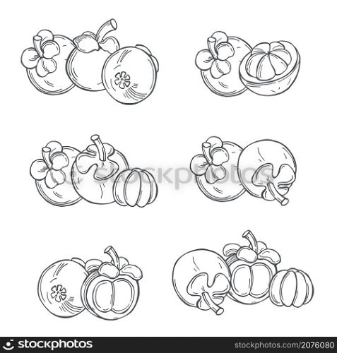 Hand drawn mangosteen on white background.Vector sketch illustration.. Tropical fruits. Vector illustration