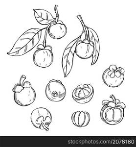 Hand drawn mangosteen. Vector sketch illustration.. Tropical fruits. Vector illustration