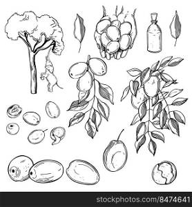 Hand drawn  Marula  Sclerocarya birrea  set. African fruits. Vector sketch illustration.. Marula set. African fruits. 