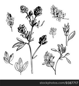Hand drawn medicinal herbs.  Alfalfa  Medicago sativa . Vector sketch  illustration.. Hand drawn medicinal herbs.