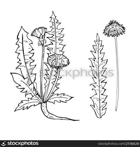 Hand drawn medicinal herbs.Dandelion. Vector sketch illustration.. Hand drawn medicinal herbs.Vector sketch illustration.