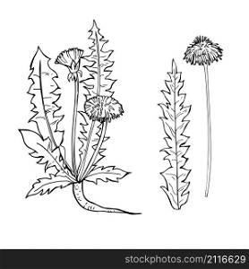 Hand drawn medicinal herbs.Dandelion. Vector sketch illustration.. Hand drawn medicinal herbs.Vector sketch illustration.