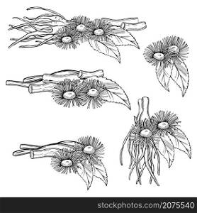 Hand drawn medicinal herbs. Elecampane, Inula Helenium, horse heal or elfdock. Vector sketch illustration.. Hand drawn medicinal herbs.