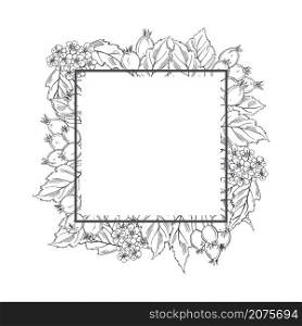 Hand drawn medicinal herbs. Hawthorn. Vector frame. Sketch illustration.. Hawthorn. Vector frame.