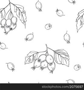 Hand drawn medicinal herbs. Hawthorn. Vector seamless pattern.. Hawthorn. Vector pattern.