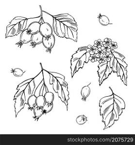 Hand drawn medicinal herbs. Hawthorn. Vector sketch illustration.. Hawthorn. Vector illustration.