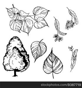 Hand-drawn medicinal herbs.  Linden tree. Vector sketch  illustration..  edicinal herbs. Sketch  illustration.