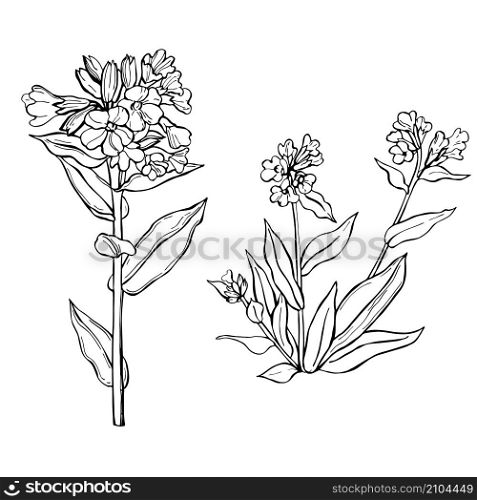 Hand drawn medicinal herbs. Lungwort Plants. Vector sketch illustration.. Hand drawn medicinal herbs.