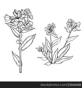 Hand drawn medicinal herbs. Lungwort Plants. Vector sketch illustration.. Hand drawn medicinal herbs.