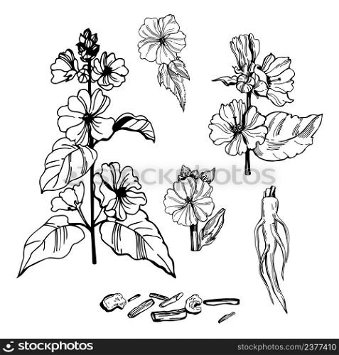 Hand- drawn medicinal herbs. Marshmallow officinalis (althea officinalis). Flower, root and leaves. Vector sketch illustration.. Medicinal herbs. Marshmallow officinalis. Sketch illustration.