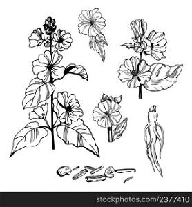 Hand- drawn medicinal herbs. Marshmallow officinalis (althea officinalis). Flower, root and leaves. Vector sketch illustration.. Medicinal herbs. Marshmallow officinalis. Sketch illustration.